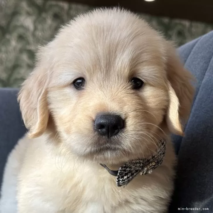 ID：2509-05685の子犬