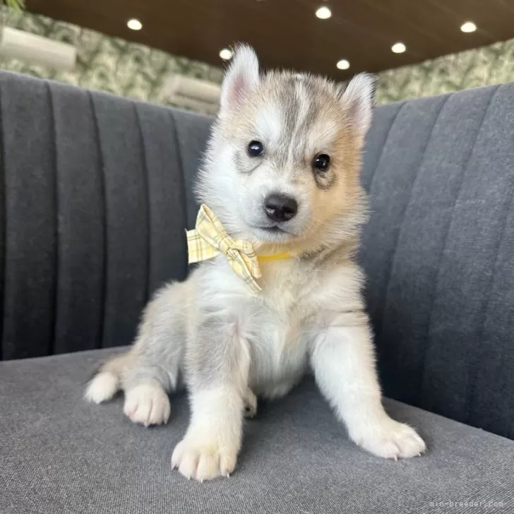 ID:2504-01170の子犬