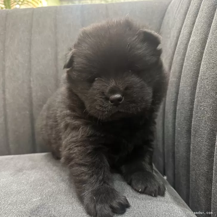 ID:2501-03607の子犬