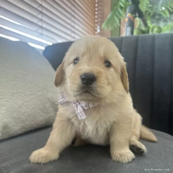 ID：2505-03296の子犬