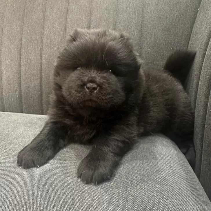 ID:2501-03614の子犬