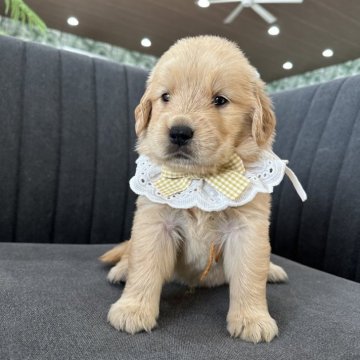 ゴールデンレトリバー【千葉県・女の子・2025年4月15日・ゴールデン】の写真「ぬいぐるみのように可愛いベビーフェイス🐻🧡」