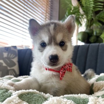 シベリアンハスキー【千葉県・女の子・2025年3月6日・シルバー&ホワイト】の写真「おてんばガール🌷優良血統👑」
