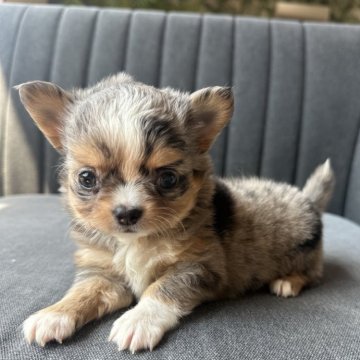 チワワ(ロング)【千葉県・女の子・2025年6月18日・ブルーマール&ホワイト】の写真「プリンセスガール🦢🎀🤍」