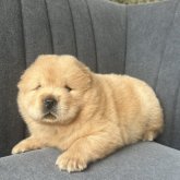 チャウチャウ