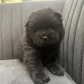 チャウチャウ【千葉県・女の子・2024年12月15日・ブラック】の写真1