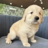 ゴールデンレトリバー【千葉県・男の子・2025年7月21日・ゴールデン】の写真5