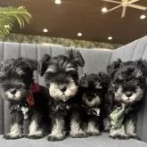 ミニチュアシュナウザー【千葉県・女の子・2025年8月4日・ブラック&シルバー】の写真7「右から2番の小さい私💕」