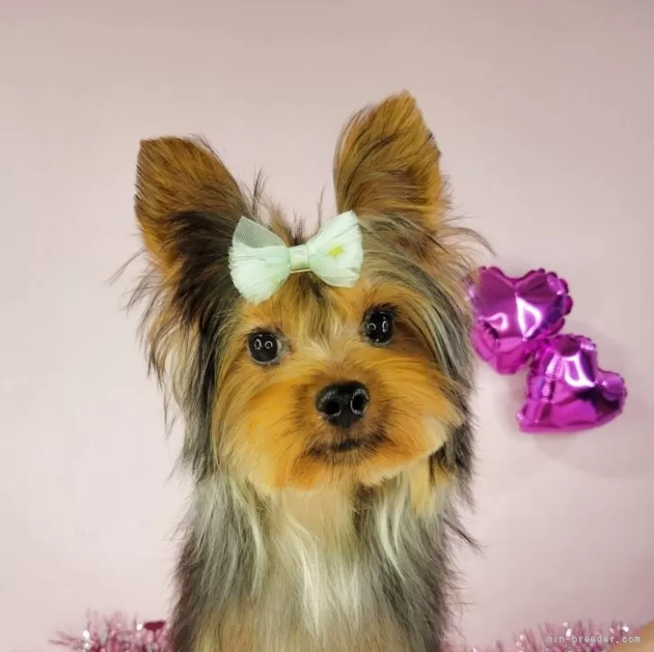 N.Y 様のお迎えした子犬