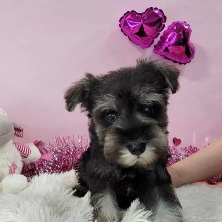 C.O 様のお迎えした子犬