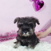 ミニチュアシュナウザー