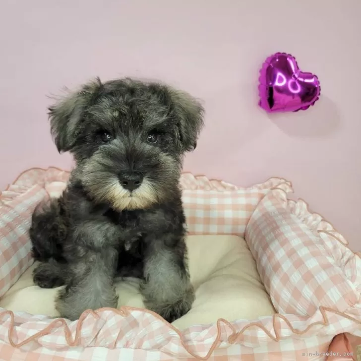 ID:2407-02868の子犬