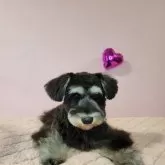 ミニチュアシュナウザー【大阪府・女の子・2024年2月23日・ブラック & シルバー】の写真2「とても人懐っこいシュナ娘ちゃん♡」