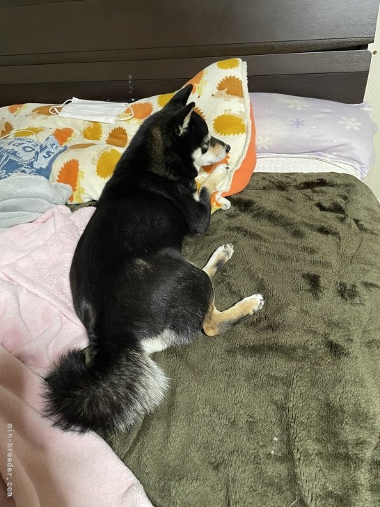 佐藤瑛一ブリーダーのブログ：桜ちゃん、ママの枕を強奪‼️