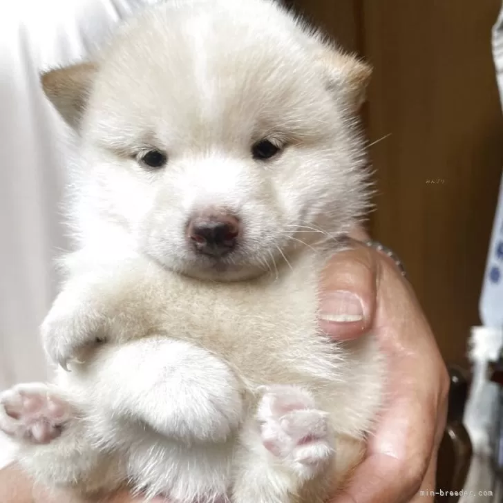 M.K 様のお迎えした子犬