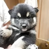 豆柴