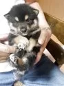 豆柴【広島県・男の子・2025年7月14日・黒色】の写真3