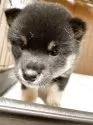 豆柴【広島県・女の子・2025年5月5日・黒色】の写真3