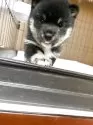 豆柴【広島県・女の子・2025年5月5日・黒色】の写真5