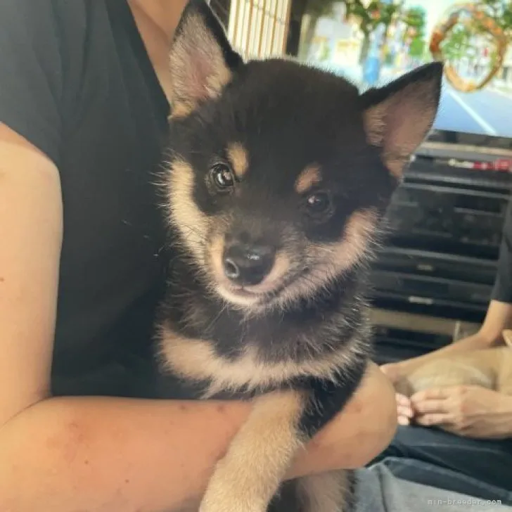 ぶら 様のお迎えした子犬