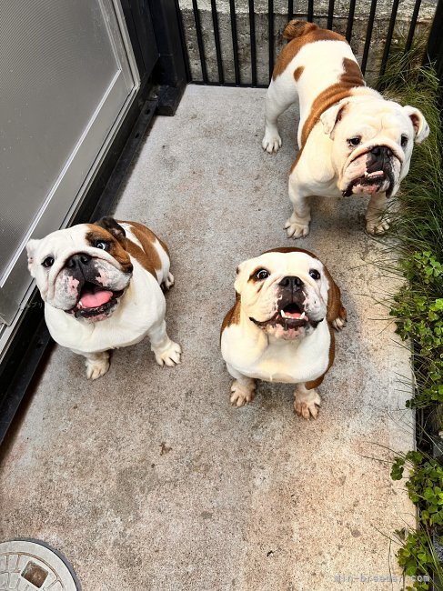 川原　千尋(かわはら　ちひろ)ブリーダー(愛知県・キャバリアなど・JKC登録)の紹介写真2