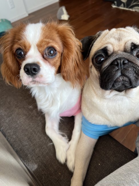 川原　千尋(かわはら　ちひろ)ブリーダー(愛知県・キャバリアなど・JKC登録)の紹介写真6