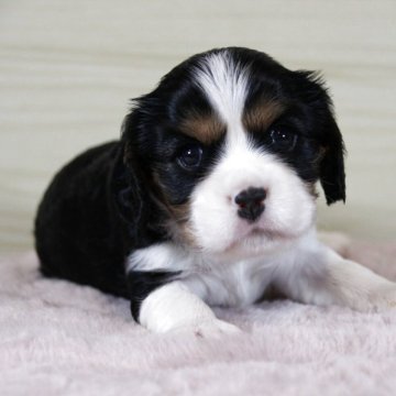 キャバリア【愛知県・女の子・2025年9月8日・トライ】の写真「好奇心旺盛な子です♡」