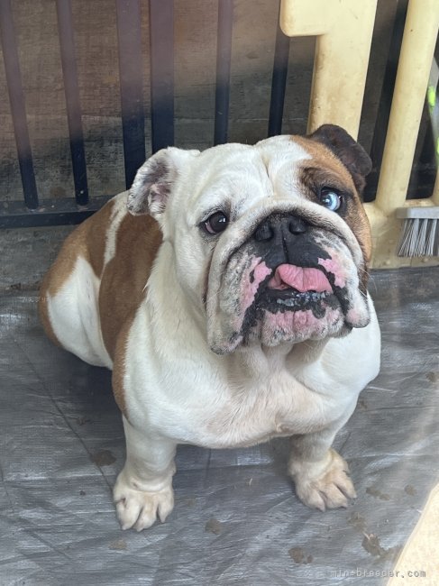 ブルドッグ【・女の子・2020年8月30日・レッドアンドホワイト】