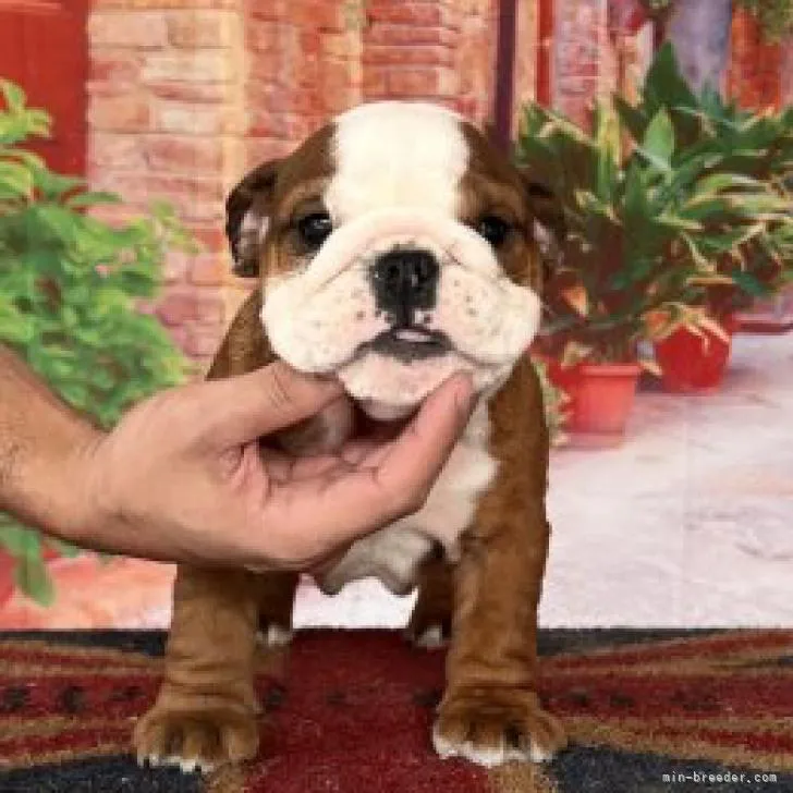 ID：2209-04781の子犬