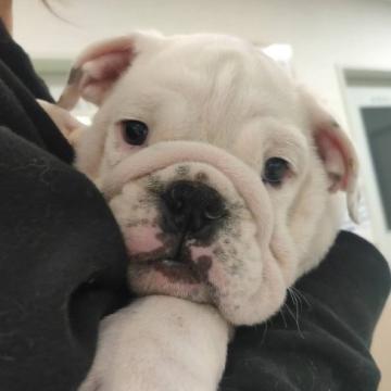 ブルドッグ【愛知県・男の子・2022年7月27日・レッド&ホワイト】の写真「背中にワンポイントの入ったむちむち男の子♡」