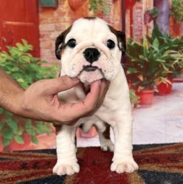 ブルドッグ【愛知県・女の子・2022年7月27日・レッド&ホワイト】の写真「くりくりおめ可愛い女の子♡写真動画upしました。」