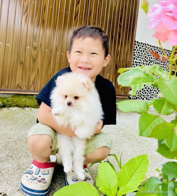 古月　宏(ふるつき　ひろし)ブリーダー(岐阜県・アメリカンコッカースパニエルなど・JKC登録)の紹介写真4