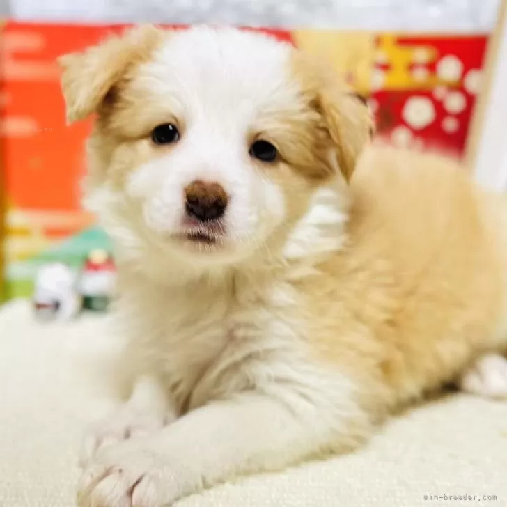 ID:2502-03765の子犬