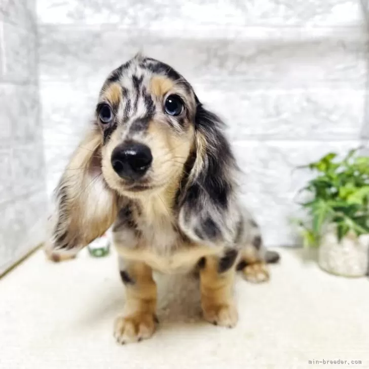 ミニチュアダックスフンド(ロング)【岐阜県・男の子・2025年6月10日・シルバーダップル】の写真1