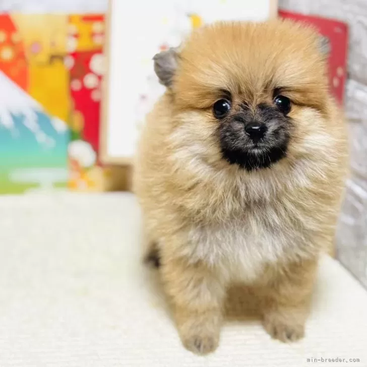ID:2503-01574の子犬