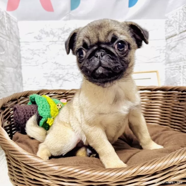 K.K 様のお迎えした子犬