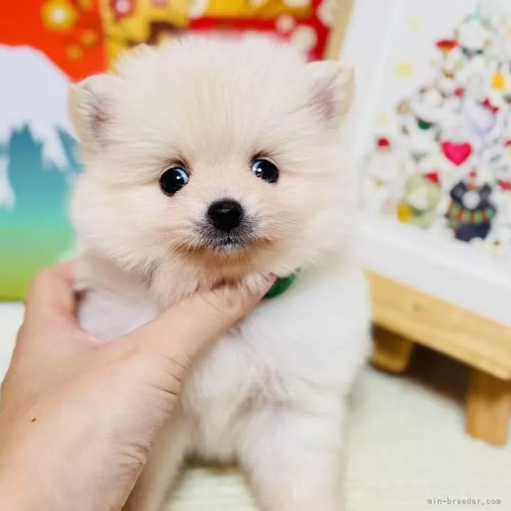 ID:2501-02230の子犬