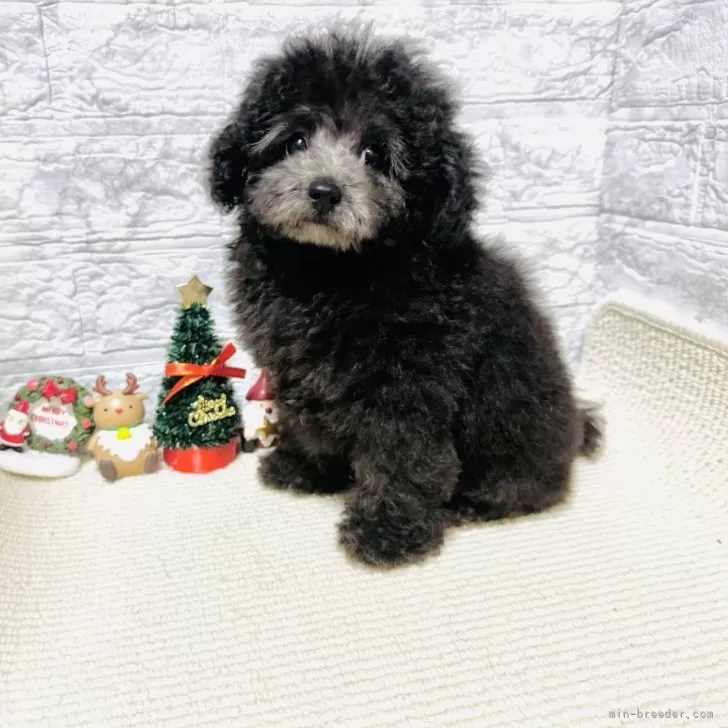 ID：2410-06075の子犬