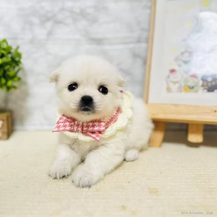 ID：2503-07990の子犬