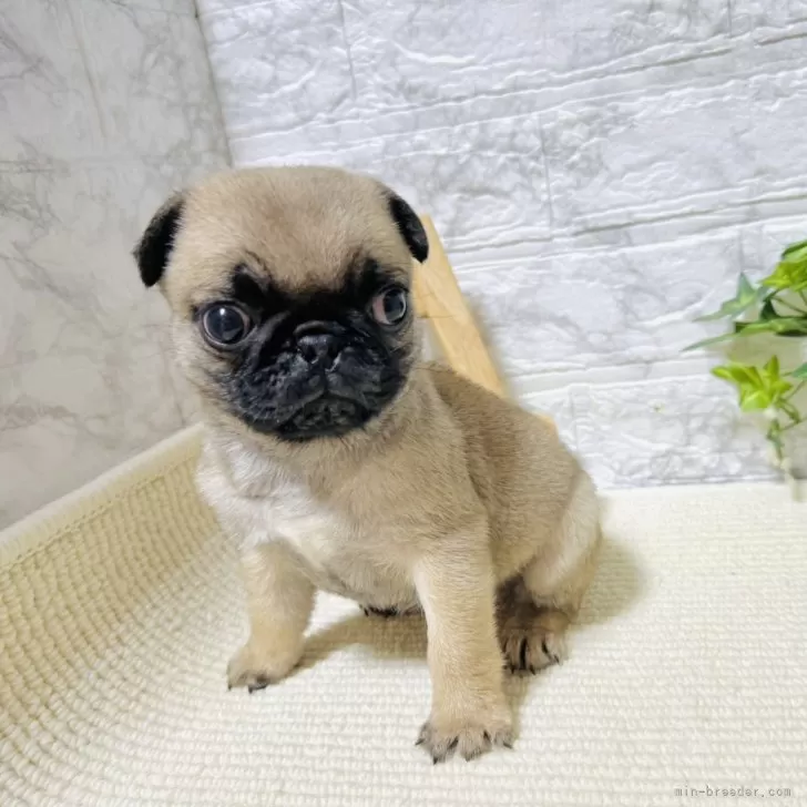 ID:2410-01529の子犬
