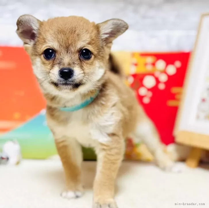 ID:2501-04416の子犬
