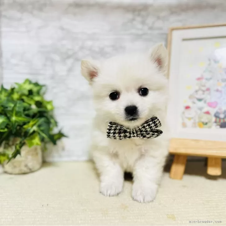 ID：2503-07984の子犬