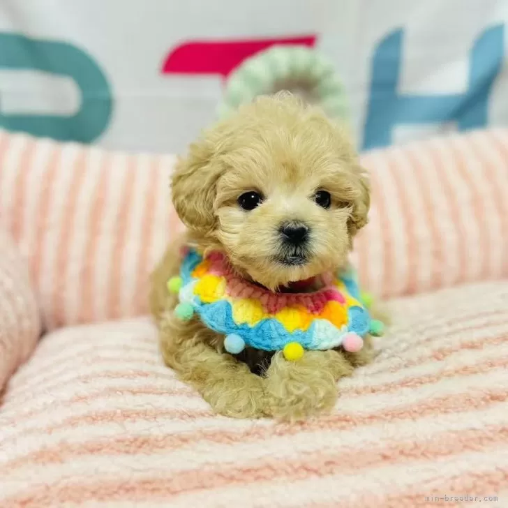 ID:2503-02014の子犬