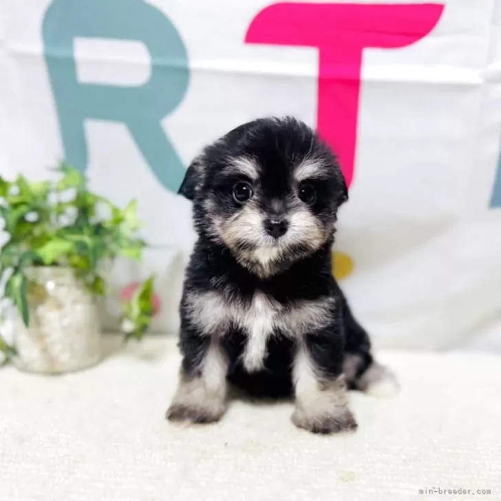 ID：2505-07567の子犬