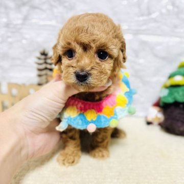 トイプードル(タイニー)【岐阜県・男の子・2025年10月9日・レッド】の写真「可愛い男の子！」