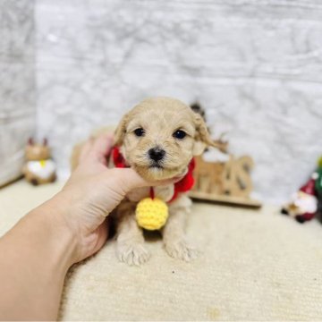 マルプー(マルチーズ×トイプードル)【岐阜県・男の子・2025年10月9日・アプリコット】の写真「可愛い男の子！」