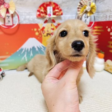 ミニチュアダックスフンド(ロング)【岐阜県・男の子・2024年10月11日・イエロー】の写真「イケメン君！」