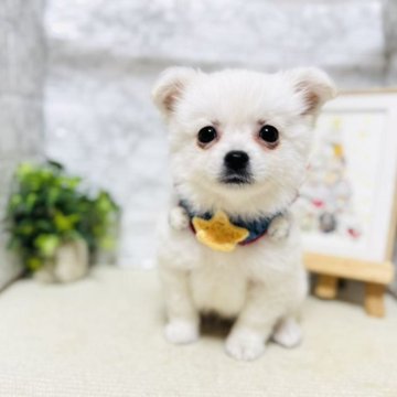 ミックス(チワワ×日本スピッツ)【岐阜県・男の子・2025年3月7日・ホワイト】の写真「可愛い男の子！！！」