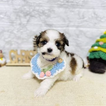 ミックス(チワワ×パピヨン)【岐阜県・男の子・2025年10月18日・ホワイト&レッドセーブル】の写真「元気いっぱい、可愛い男の子！」