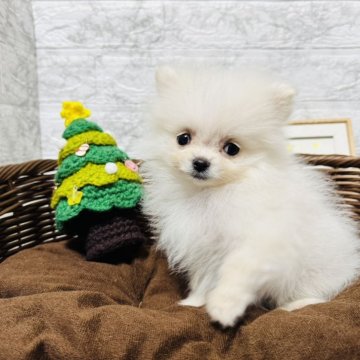 ポメラニアン【岐阜県・男の子・2024年10月8日・クリーム】の写真「超小柄なポメちゃん！！！」